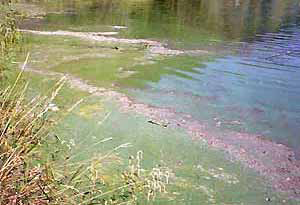 Phosphorus induced algae bloom