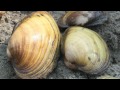 How long does a mussel live?