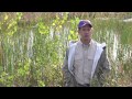 What is the current status of wetlands in the Minnesota River Basin?