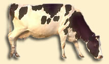 cow