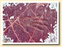 handprint petroglyph