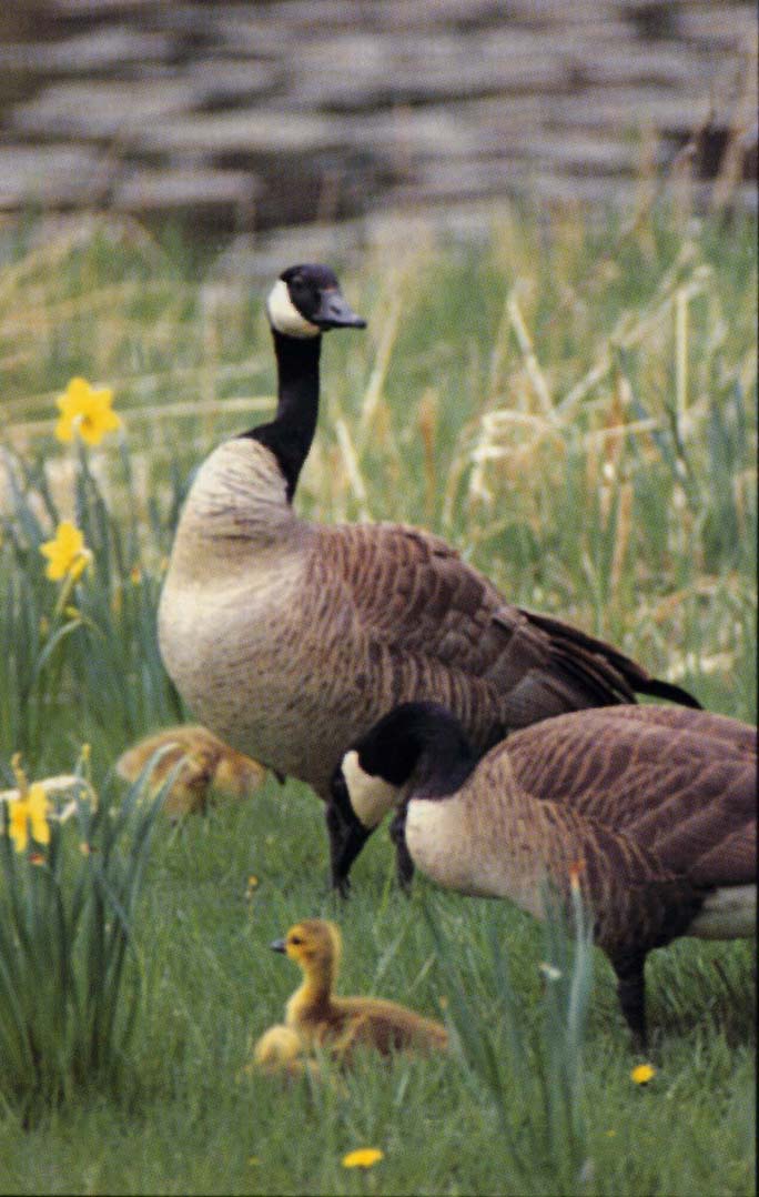 Birds | Minnesota River Basin Data Center