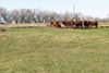Moonstone Farm cows