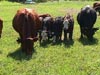 moonstone farm cows