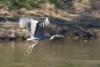 Great Blue Heron on the Minnesota River near Montevideo